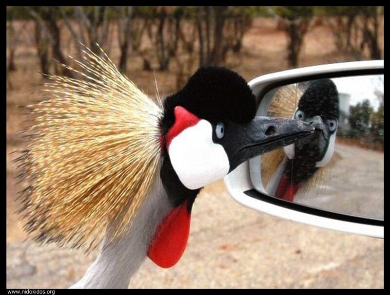 crane looking in car mirror