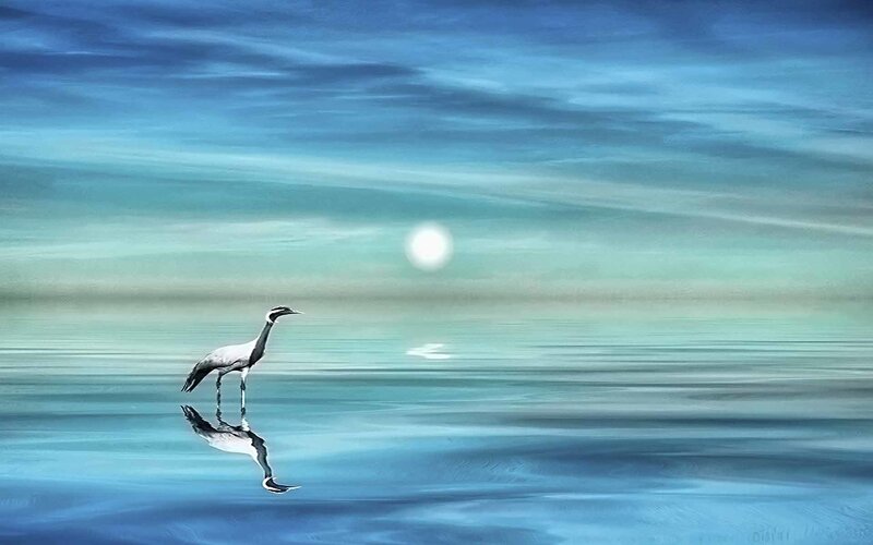 Crane on calm water at dawn
