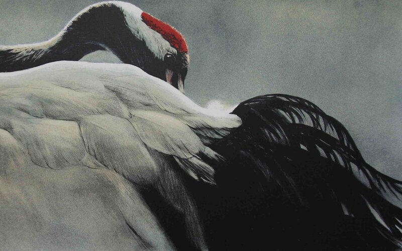 Crane Preening Feathers