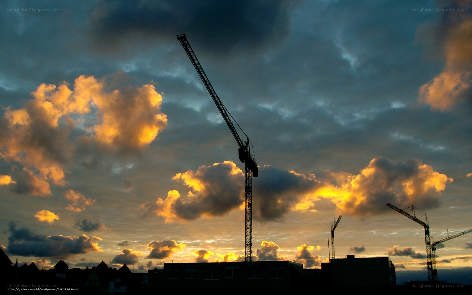 Crane silhouettes at sunset