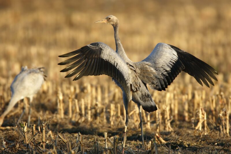 Crane spreading its wings