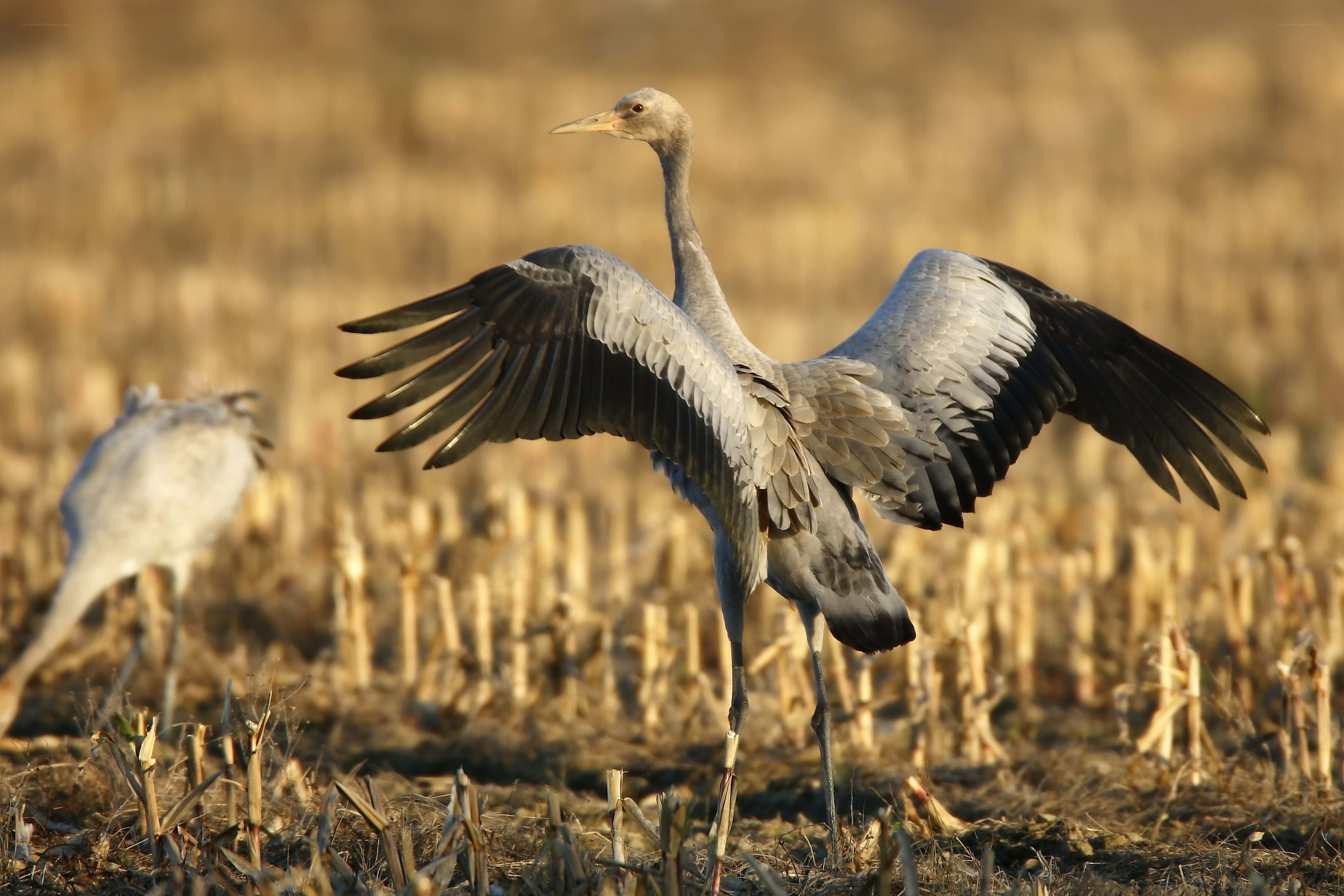Crane spreading its wings
