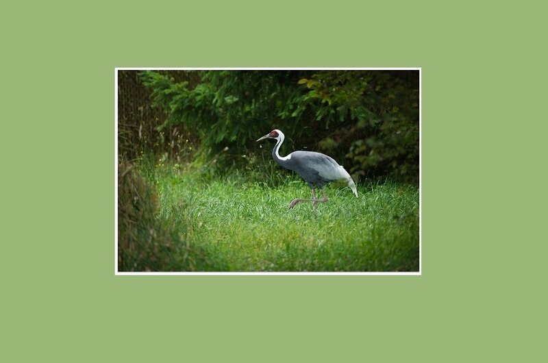 Crane Walking in Grass