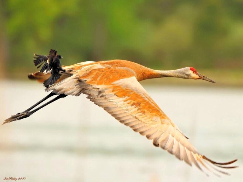 Crane with Bird on Back