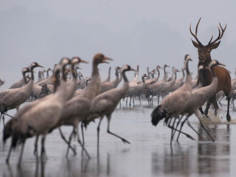 Cranes and a stag in water