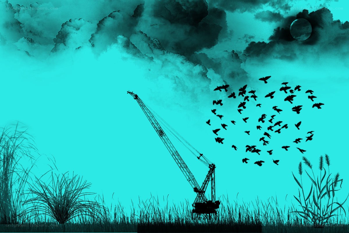 Cranes and birds at dusk