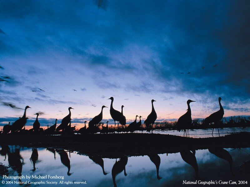 Cranes at dusk