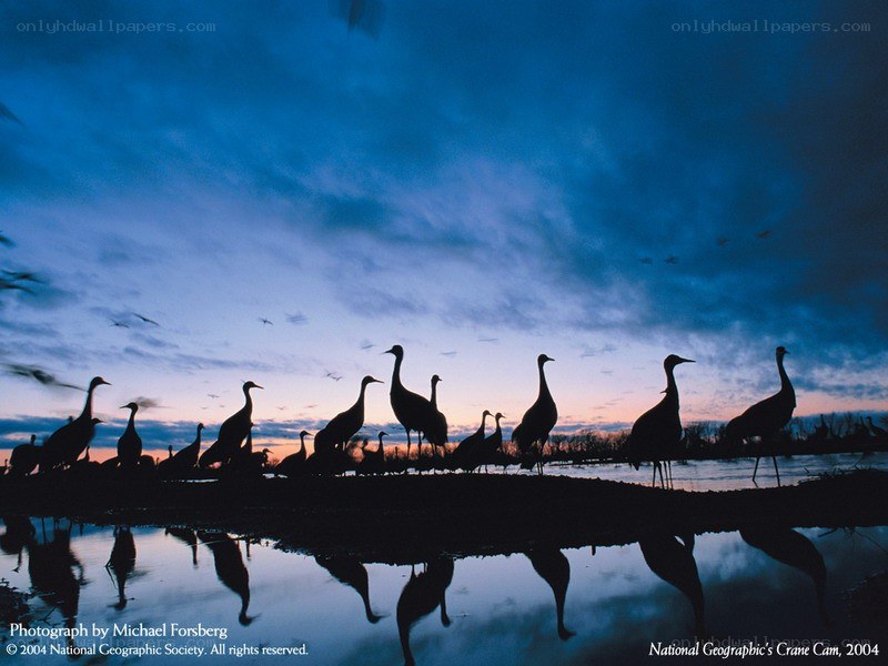 Cranes at dusk