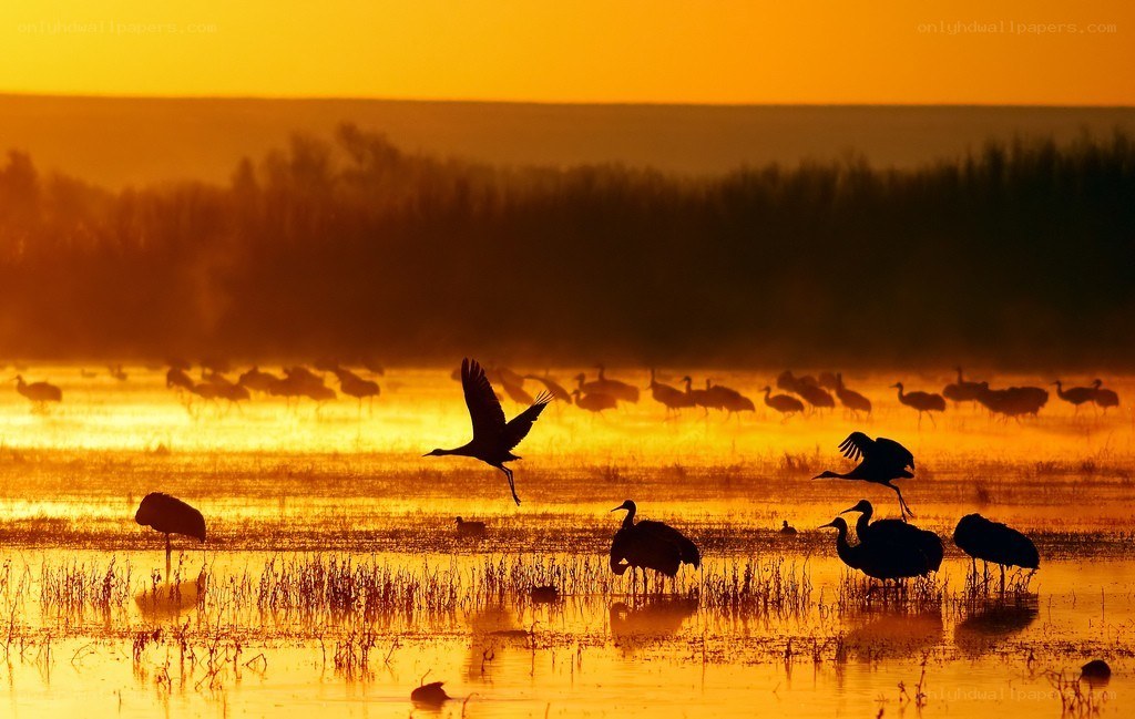 Cranes at sunrise in a marsh