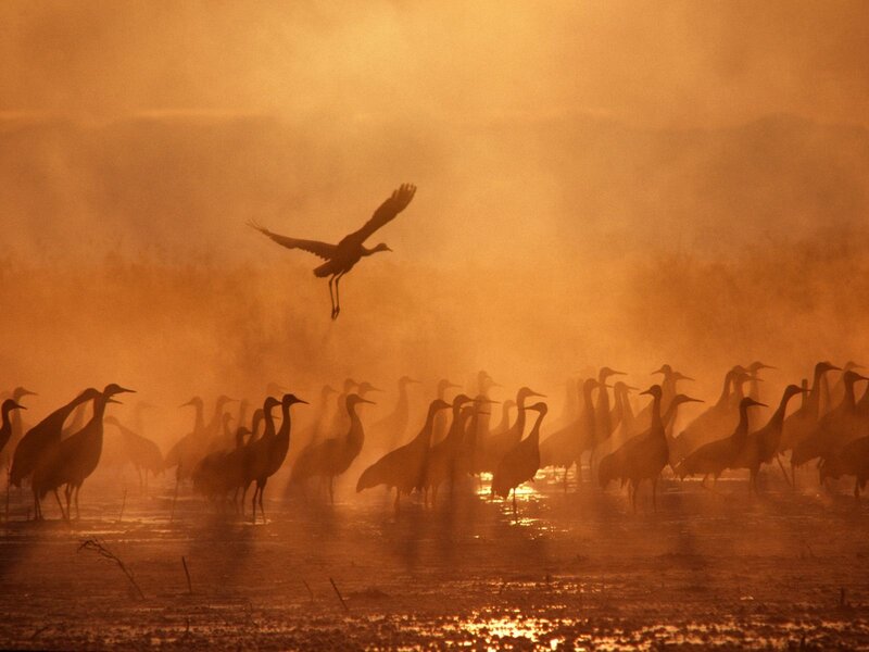 Cranes at sunrise in mist