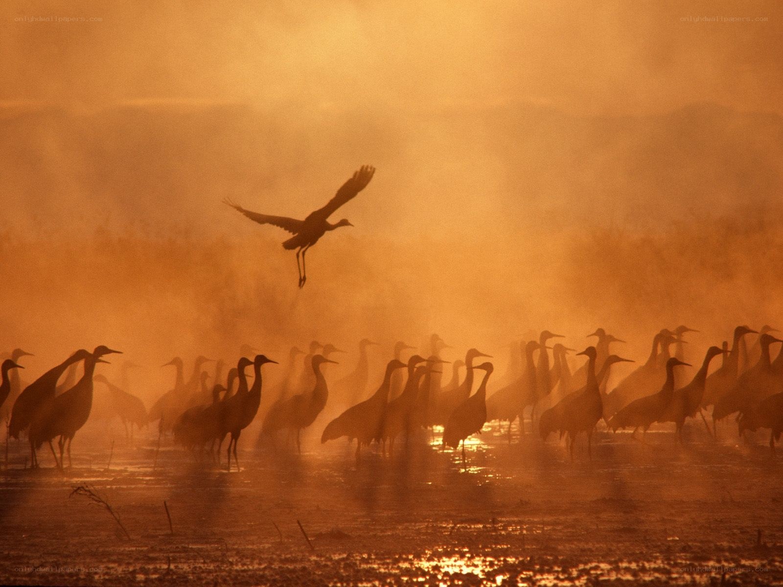 Cranes at sunrise in mist