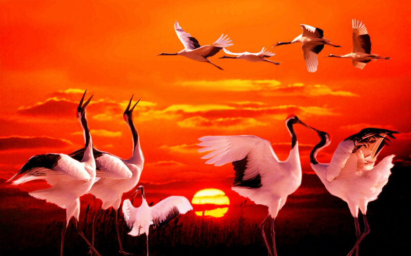 Cranes at Sunset