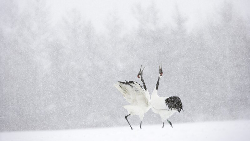 Cranes dancing in a snowstorm