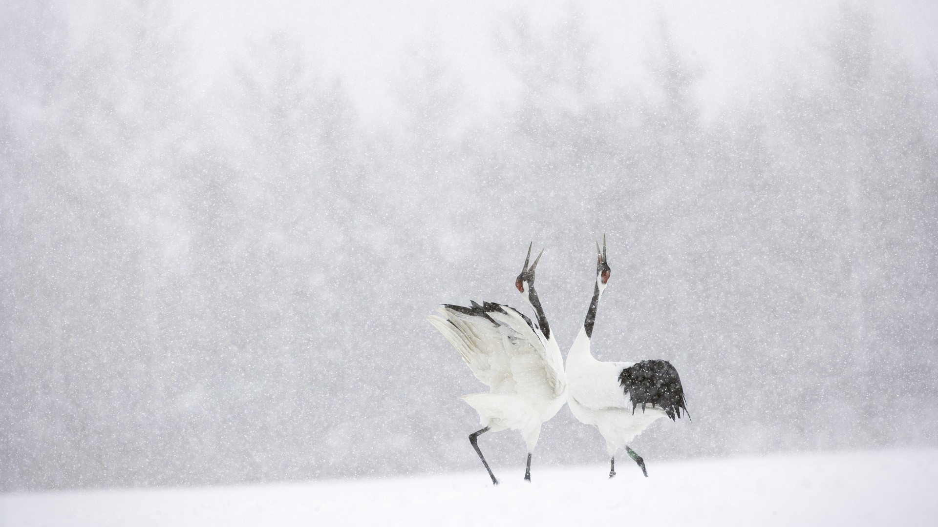 Cranes dancing in a snowstorm