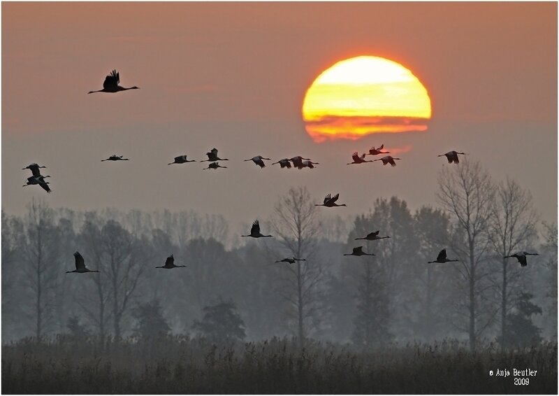 Cranes flying at sunset