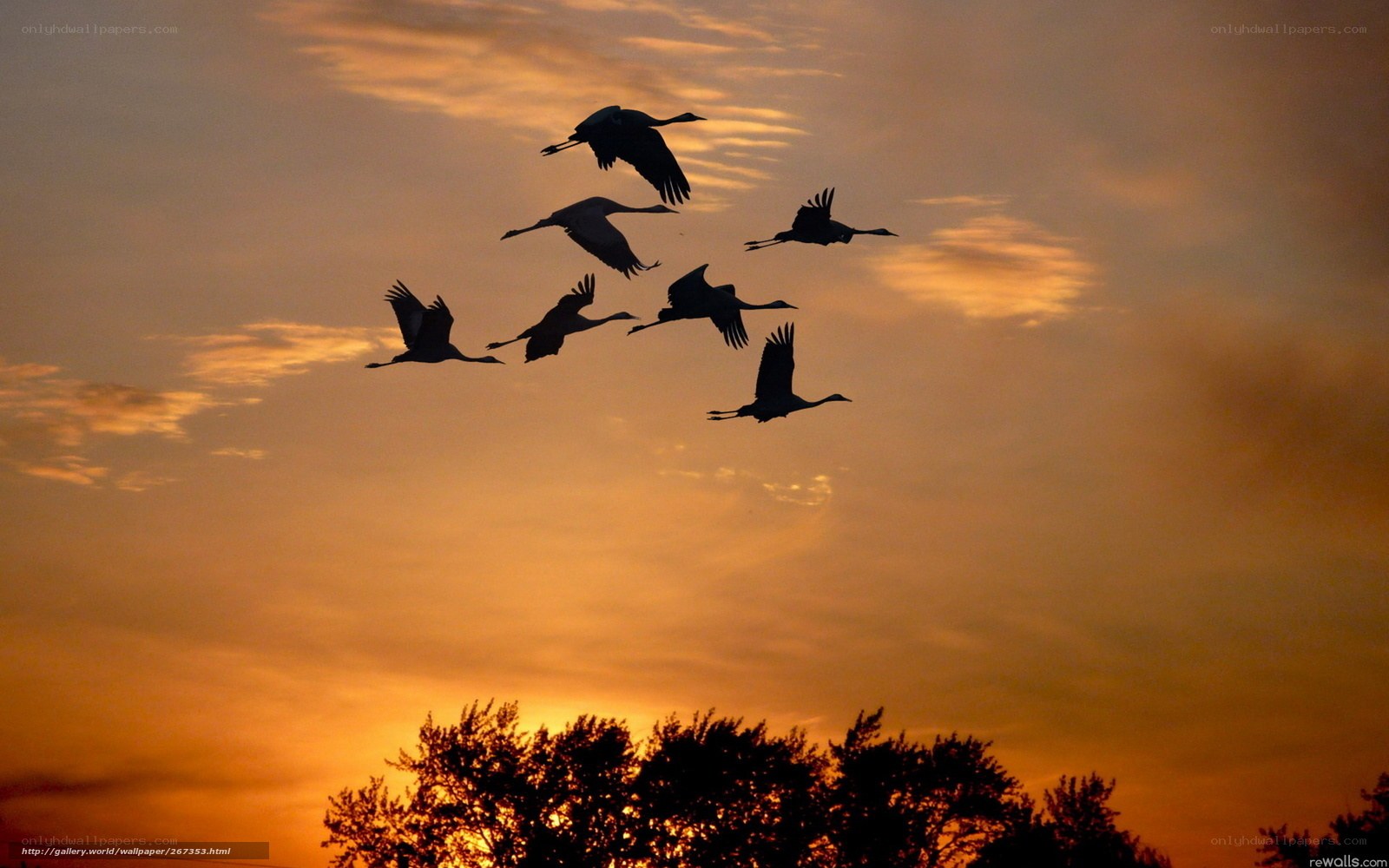 Cranes flying at sunset