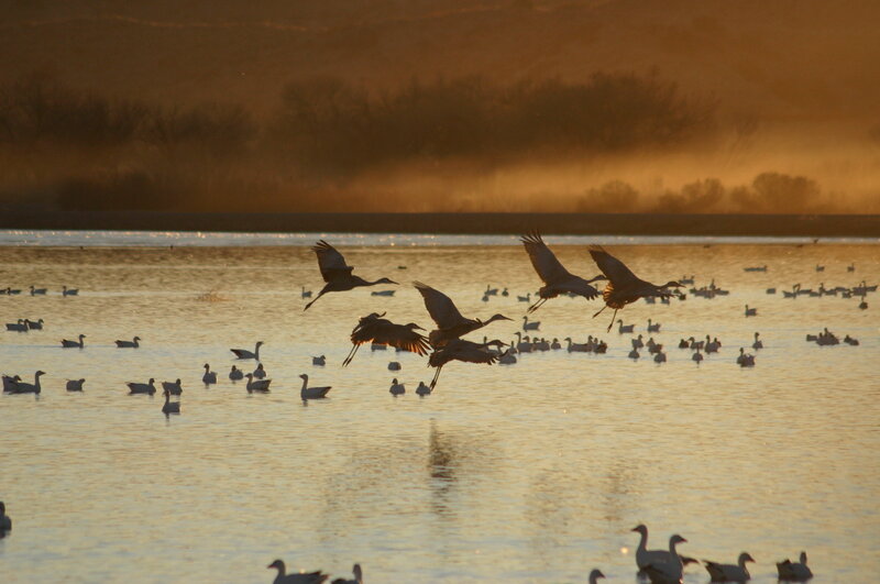 Cranes flying over a lake at sunset