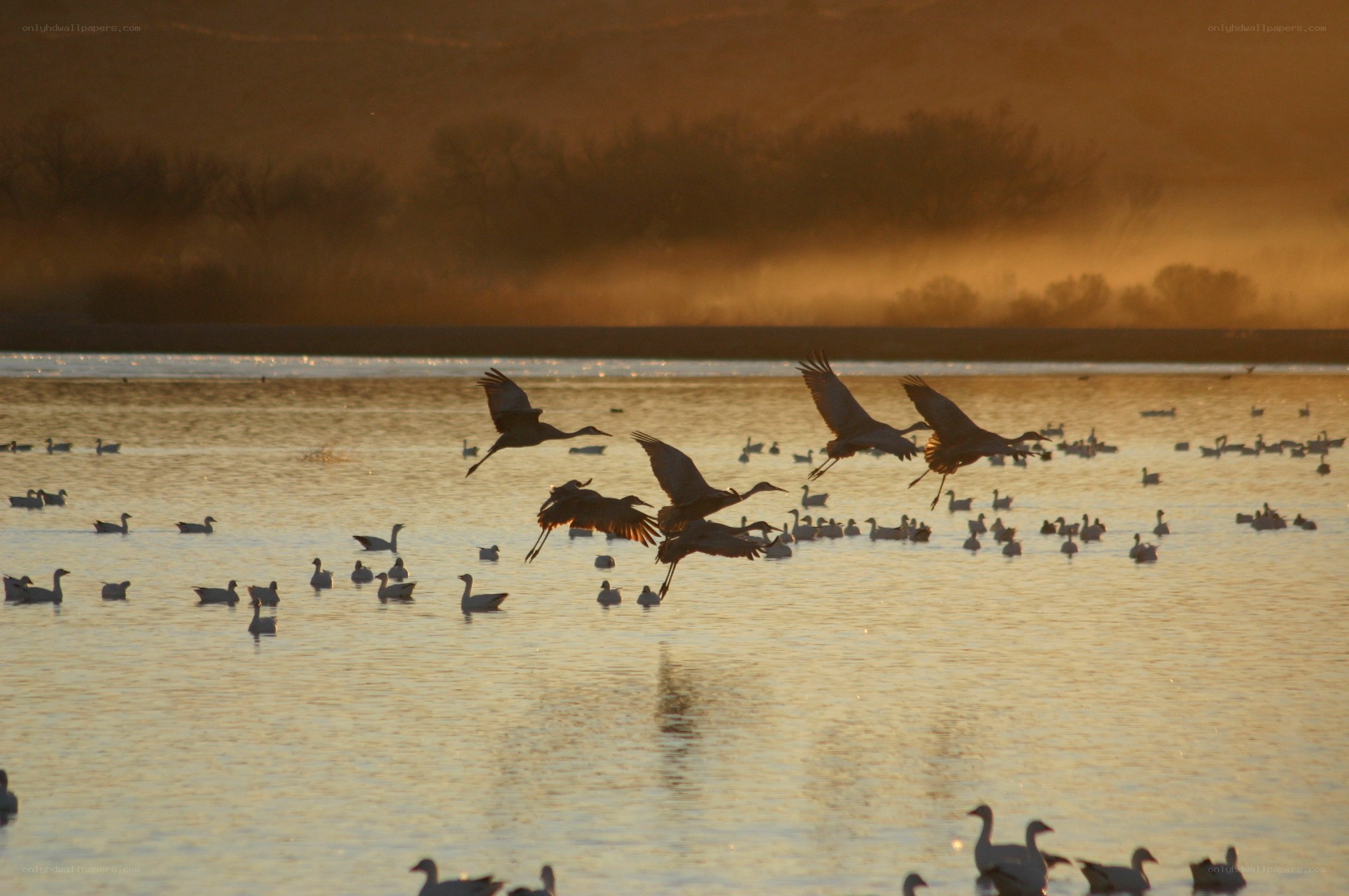 Cranes flying over a lake at sunset