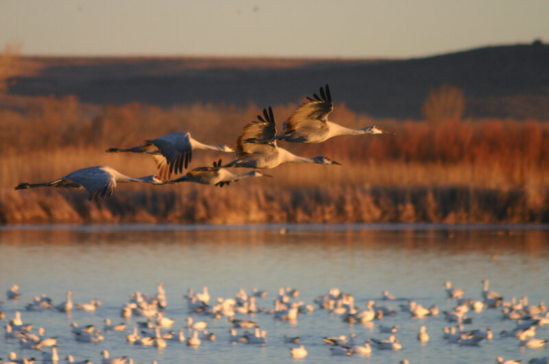Cranes flying over a wetland