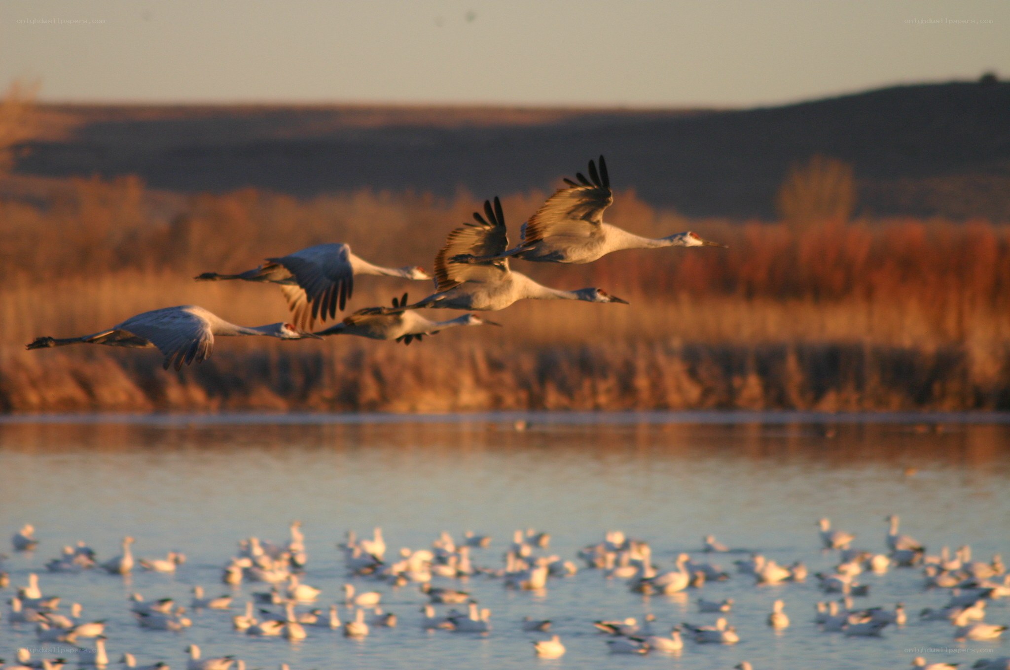 Cranes flying over a wetland