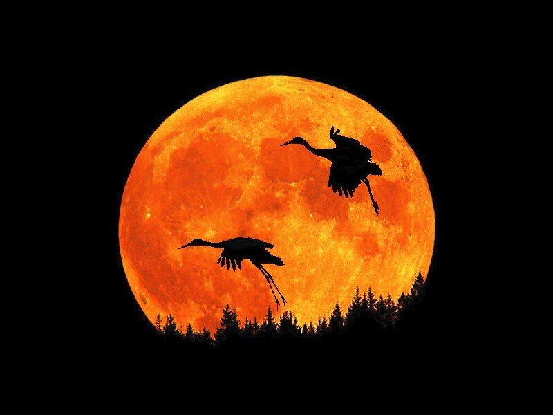 Cranes flying over full moon