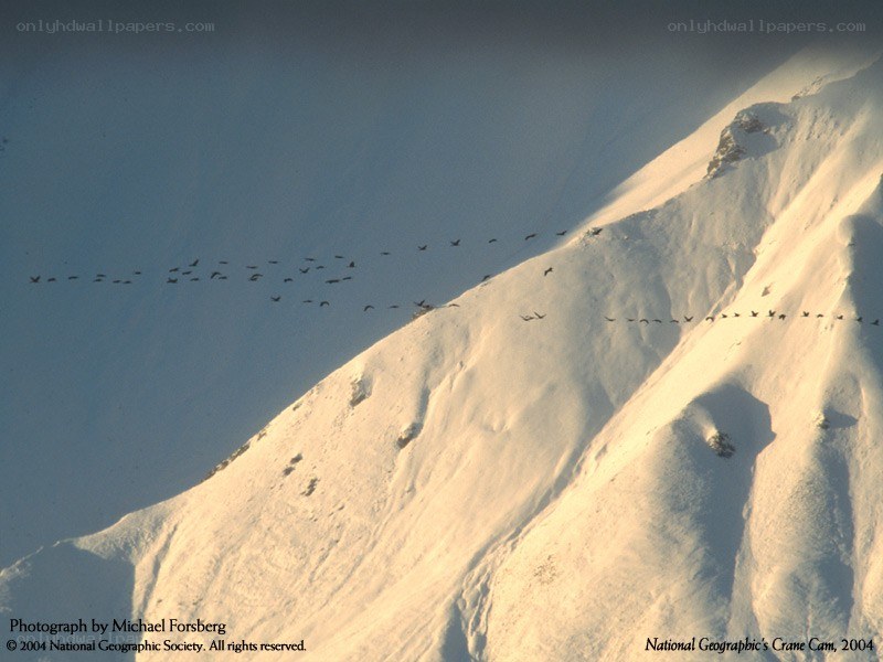 Cranes flying over snowy mountains