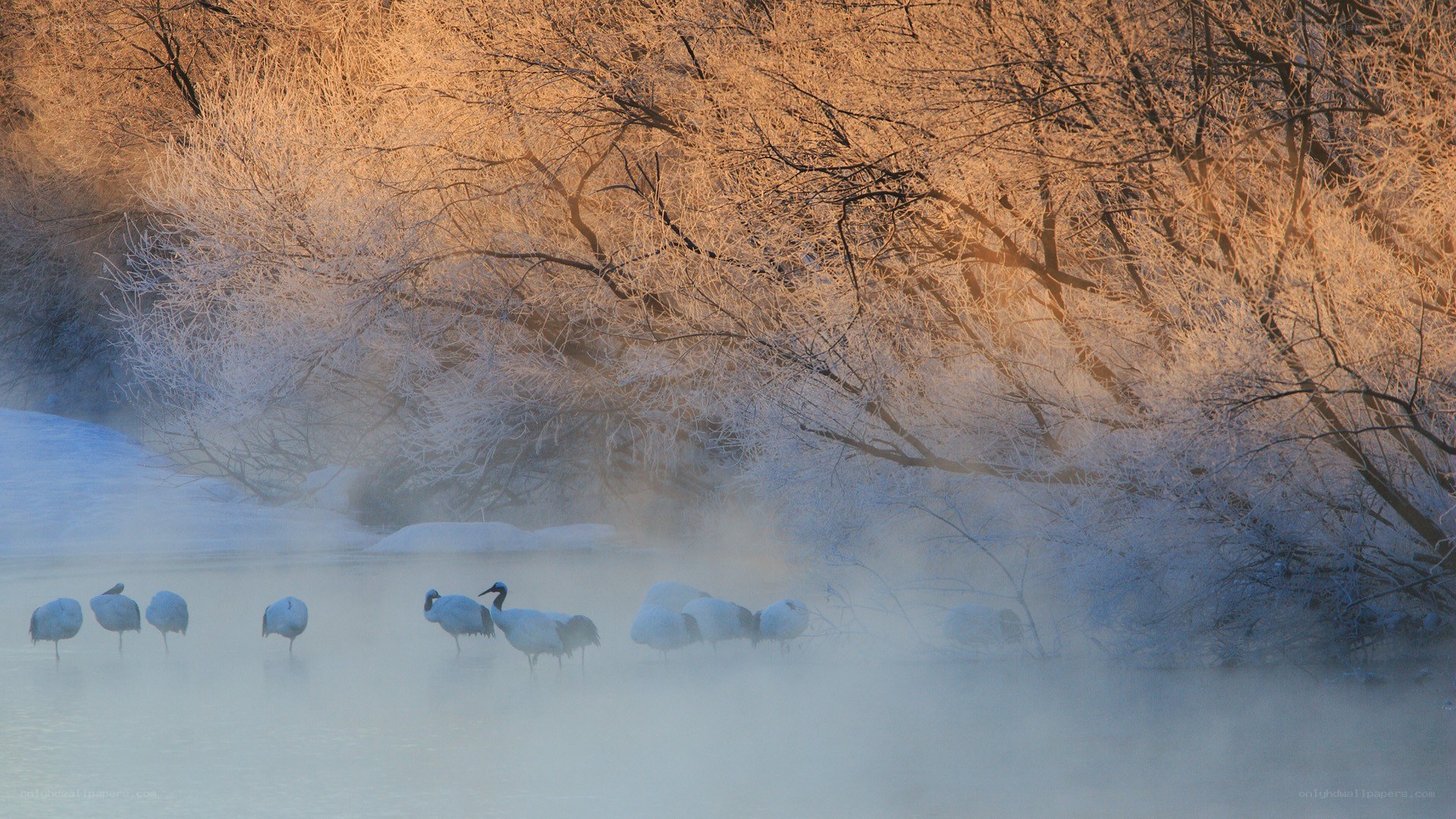 Cranes in a frosty river