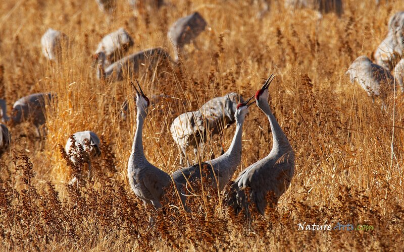 Cranes in a golden field