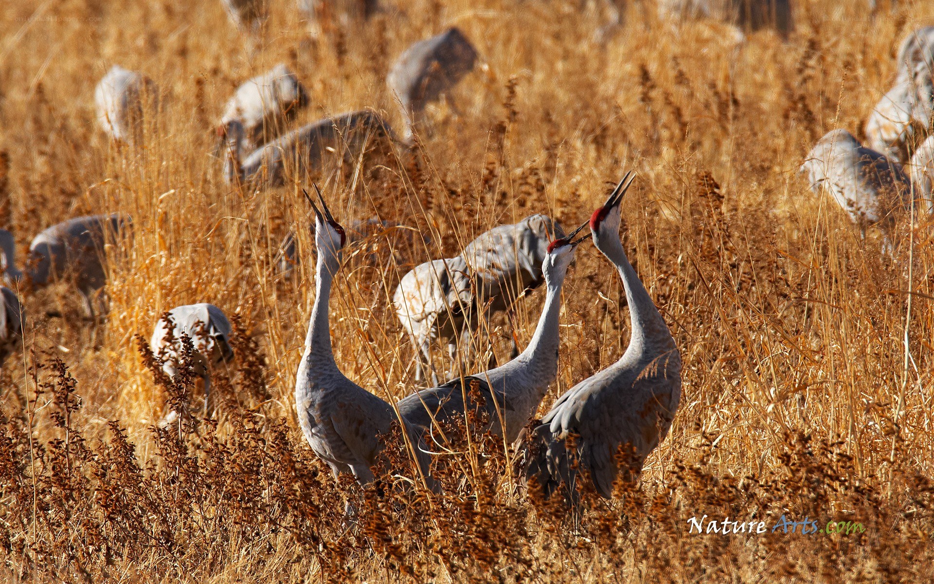 Cranes in a golden field