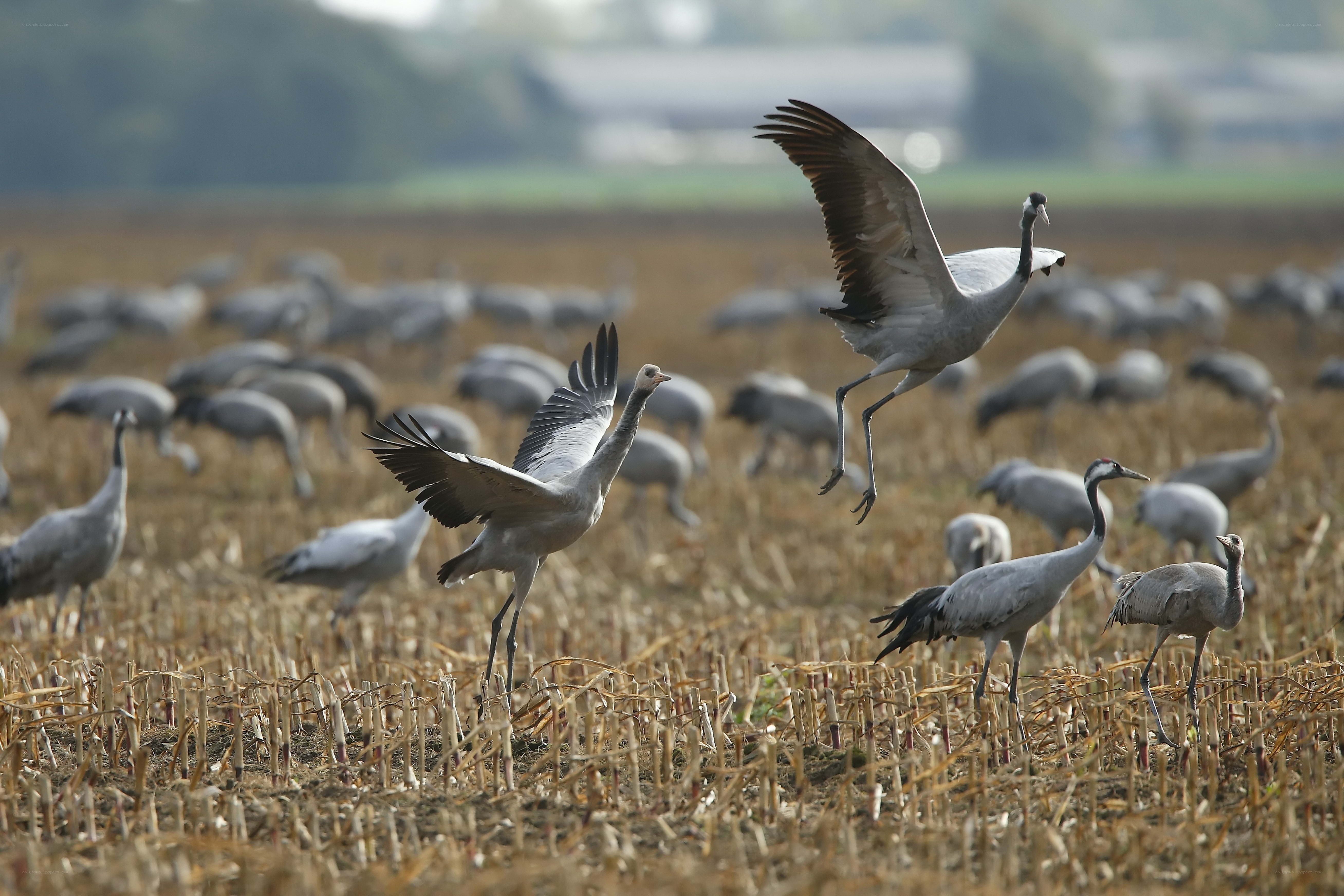 Cranes in a harvested field