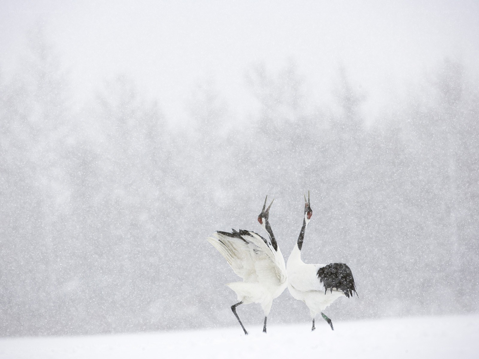 Cranes in a snowstorm