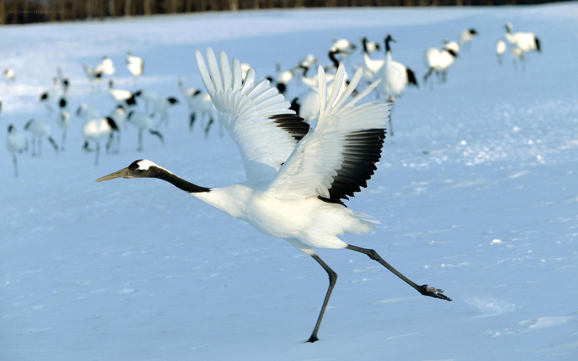 Cranes in a snowy field