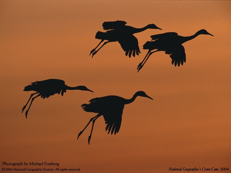 Cranes in flight at sunset