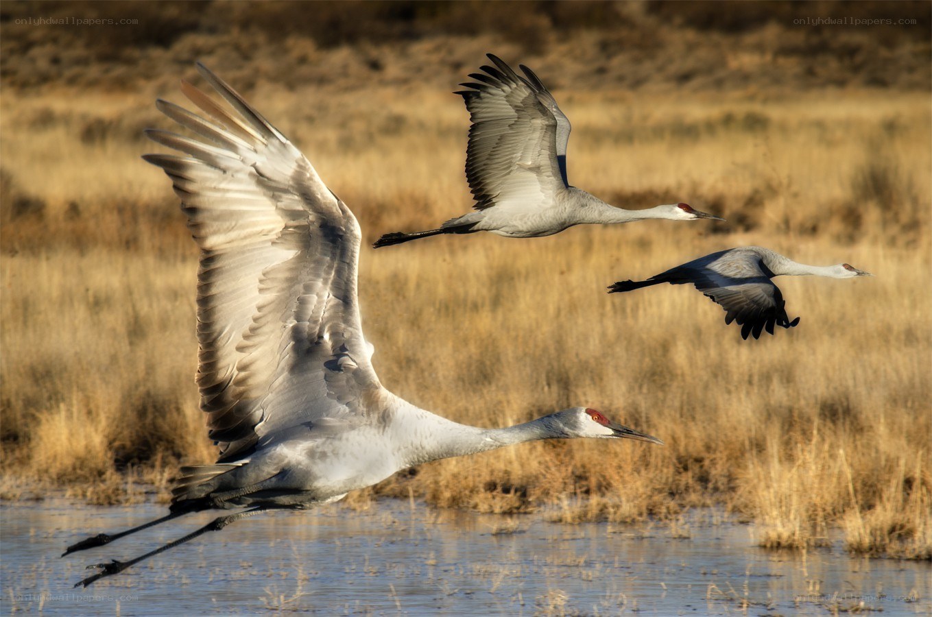 Cranes in flight over wetlands