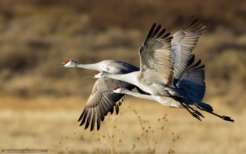 Cranes in flight