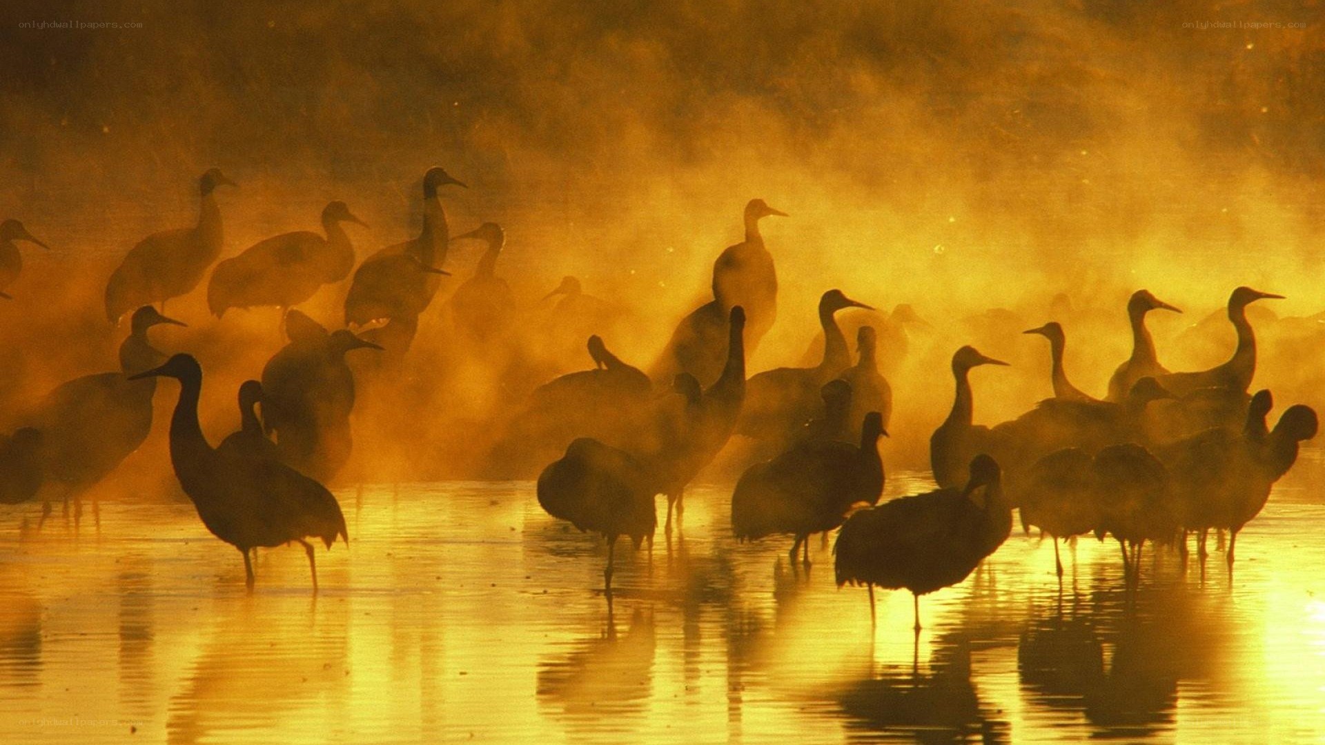 Cranes in golden mist