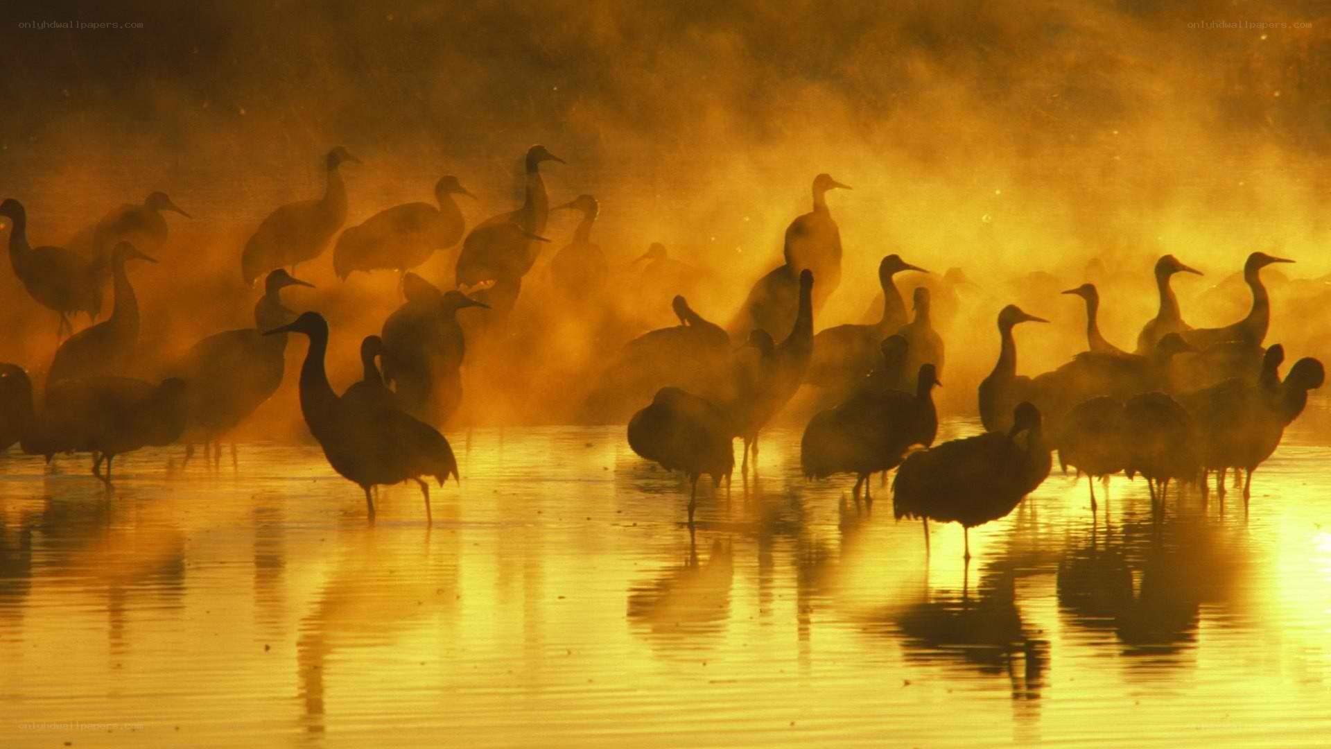 Cranes in golden mist