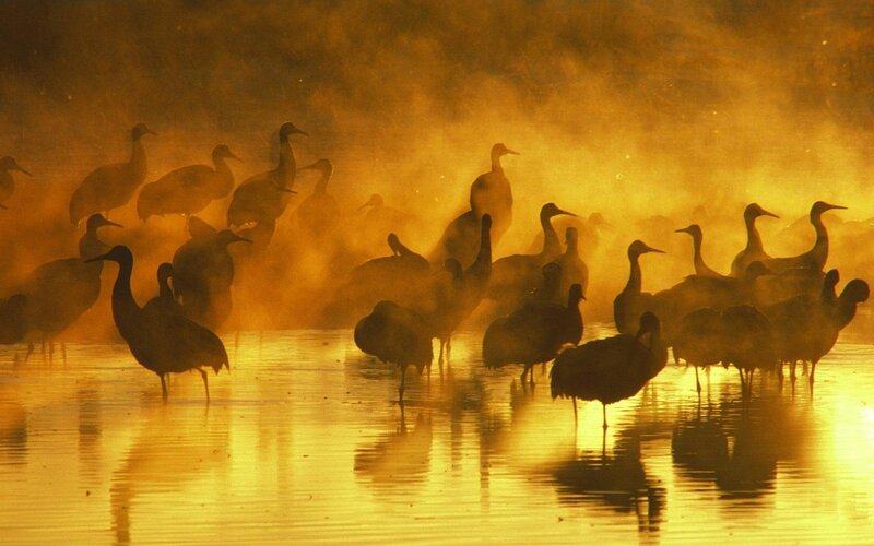 Cranes in Mist — Gold, Dramatic, Sunrise, Photograph