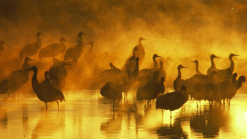 Cranes in Mist — Gold, Dramatic, Sunrise