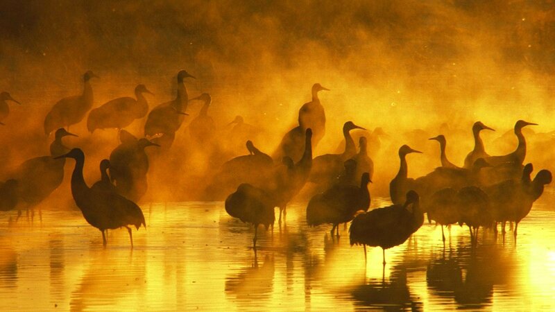 Cranes in Mist — Gold