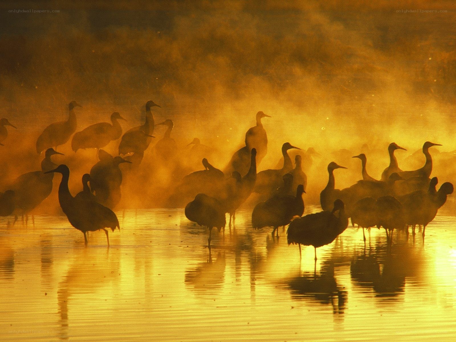 Cranes in misty sunrise