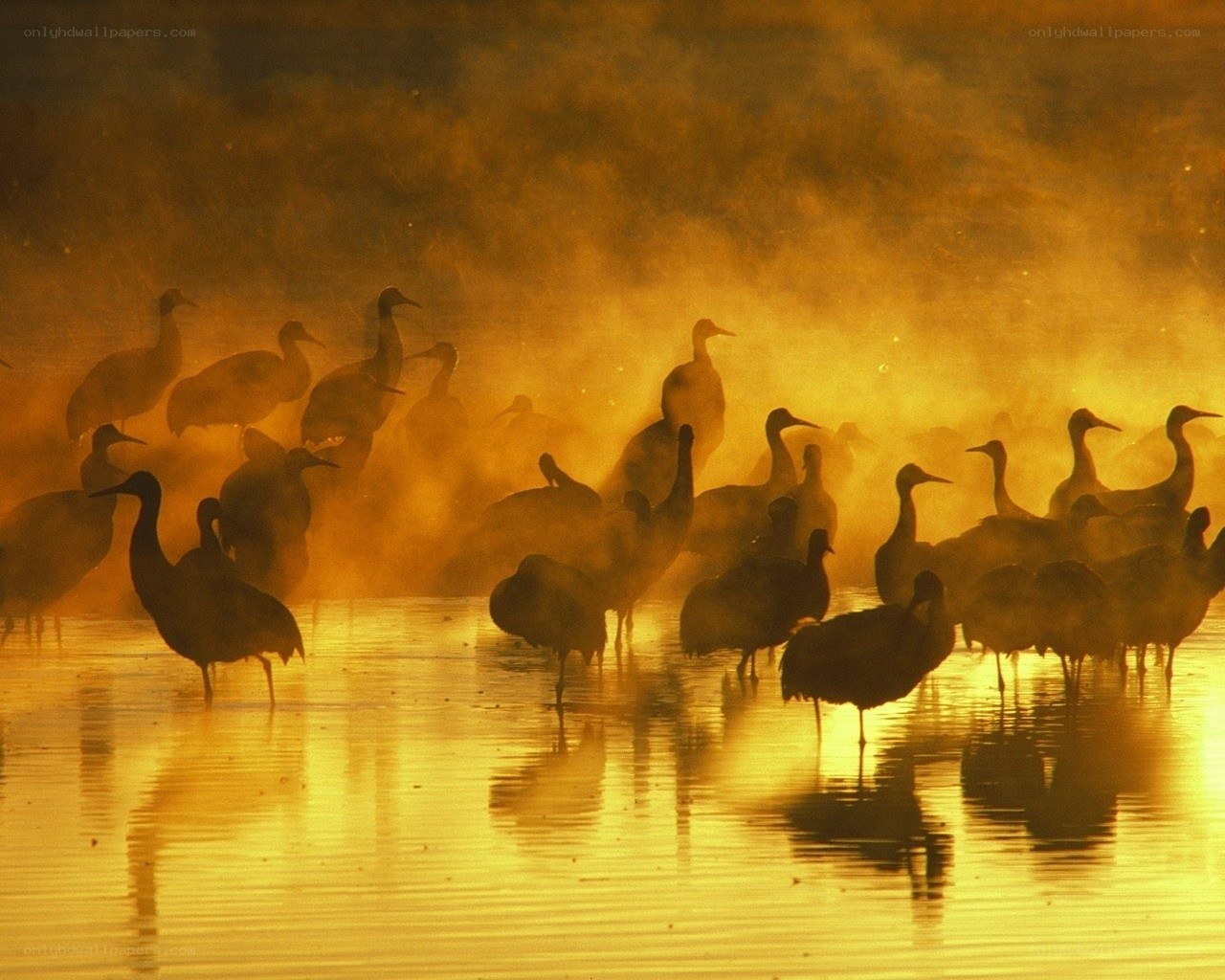 Cranes in misty sunrise