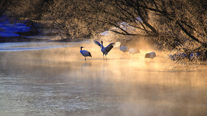 Cranes in Misty Water — Gold