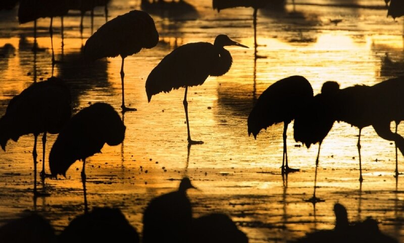 Cranes in Shallow Water