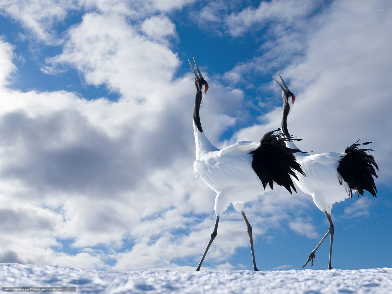 Cranes in the snow