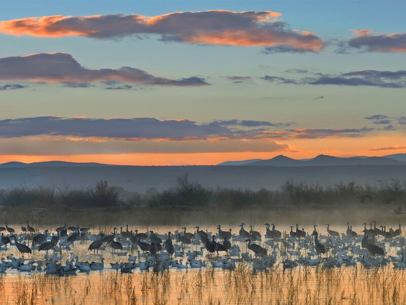 Cranes in Wetland