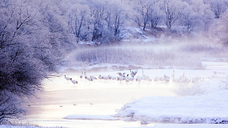Cranes in Winter