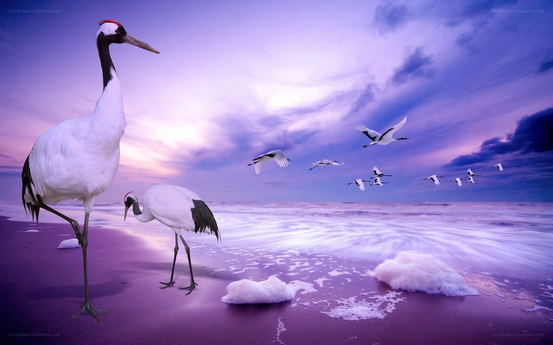 Cranes on a purple beach