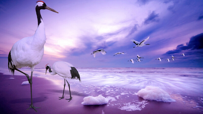 Cranes on Beach — Purple