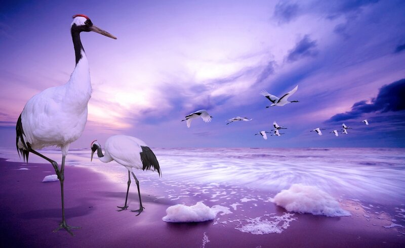 Cranes on Beach